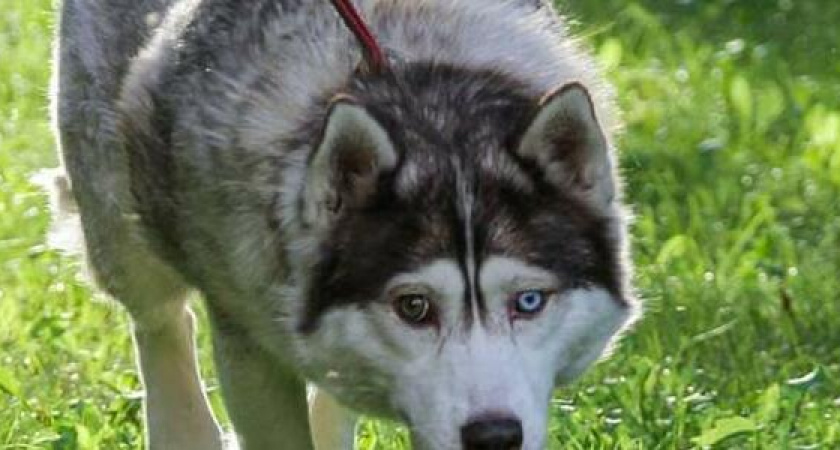 Завтра в Новороссийске пройдет благотворительный забег с бездомными собаками "Хаски трейл"