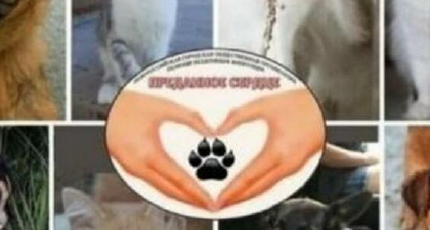 Выставку бездомных животных отменили из-за непогоды