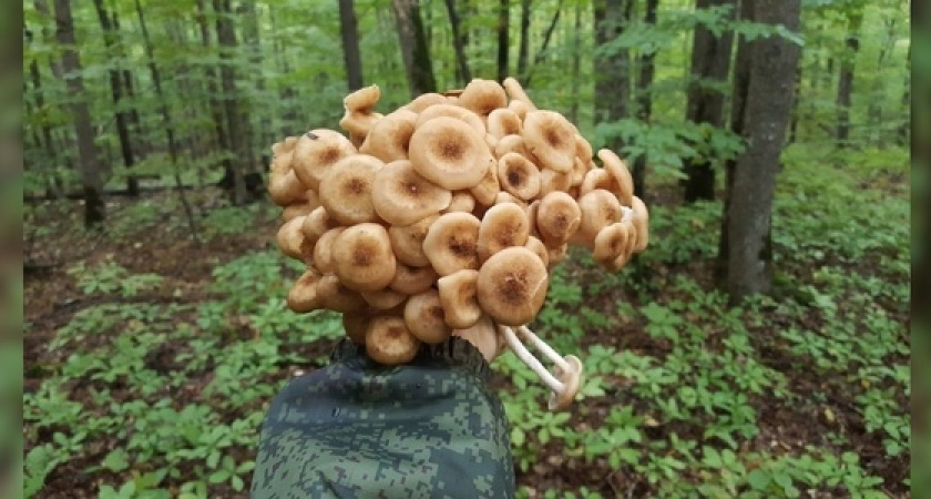 В лесах под Новороссийском небывалый урожай опят: грибники выкладывают фото и видео своих «уловов»