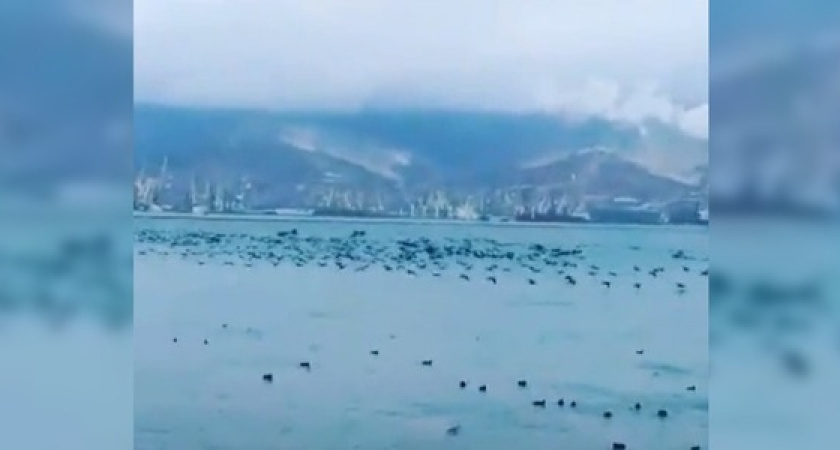 «Живую черную тучу», пролетающую над морем, сняли на видео новороссийцы