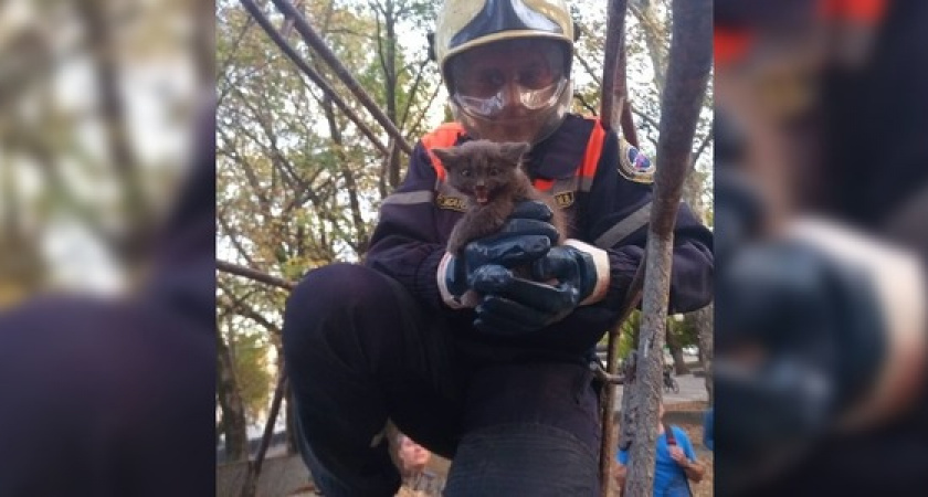 В центральную аллею Новороссийска пригнали автовышку, чтобы достать котенка с дерева