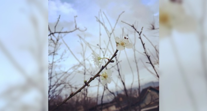 Под Новый год в Новороссийске зацвело сливовое дерево
