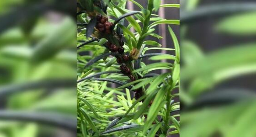 «Что это за твари!?»: жительница Новороссийска запечатлела колонию насекомых-вредителей