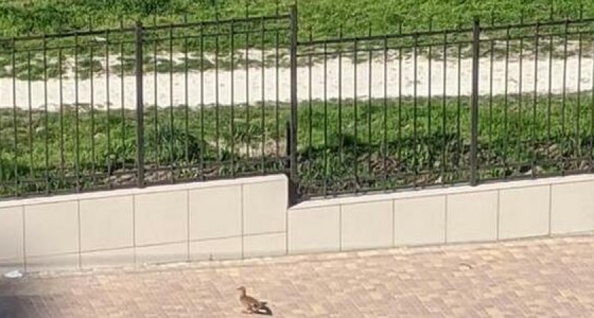 Фото дня: по опустевшим тротуарам Новороссийска разгуливают дикие утки