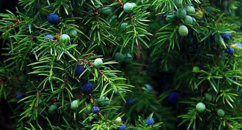 На разделительной полосе по проспекту Дзержинского в Новороссийске высадят можжевельники