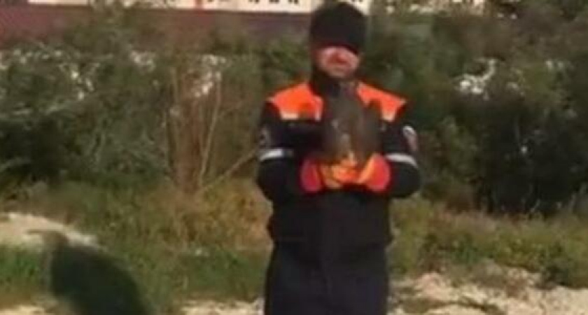 Спасатели Новороссийска вылечили раненого сокола и выпустили на волю  (трогательное видео)