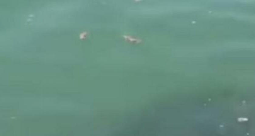 Фекальный апокалипсис: новороссийцы заметили, что на пляже в Мысхако в море попала канализация