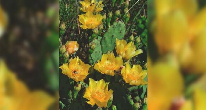 «Маркотх не перестаёт удивлять»: на склонах гор под Новороссийском зацвели кактусы