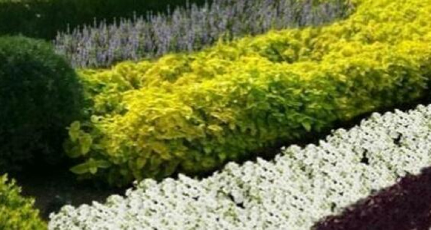 Тюльпаны, виолы и петуньи: в Новороссийске будет высажено 229 445 цветов почти за 40 миллионов рублей