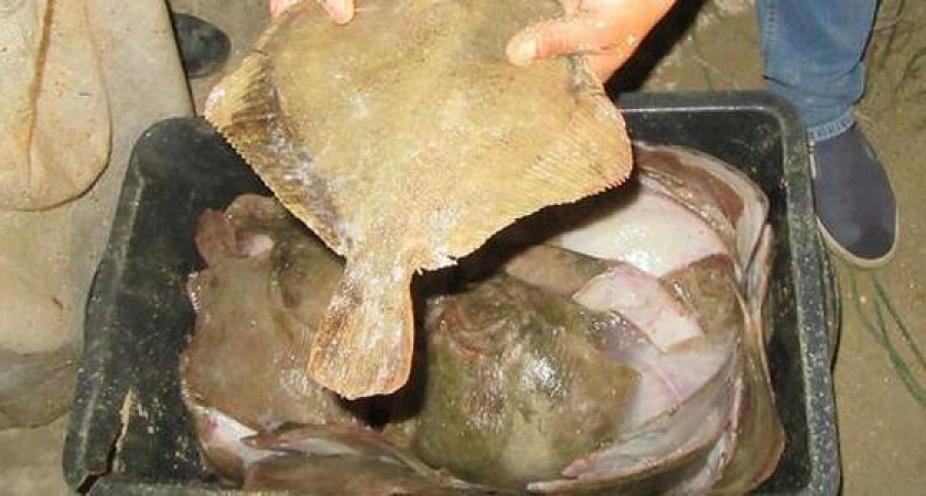 Квоту выловили: в Черном море запретили ловить камбалу