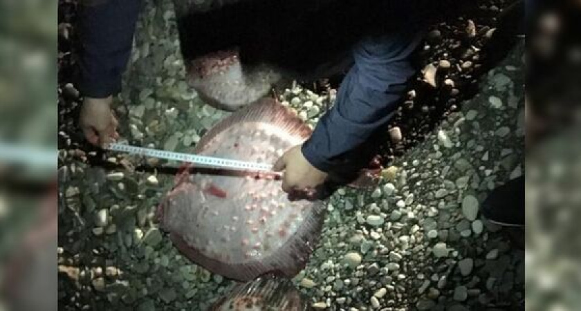 Районный суд Новороссийска приговорил браконьеров к двум годам лишения свободы условно