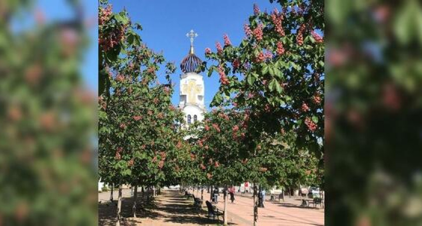 В Новороссийске второй раз за год зацвели каштаны