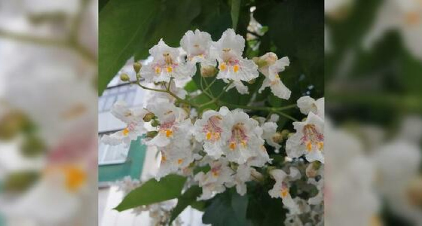 На улицах Новороссийска зацвела экзотическая катальпа с листьями-сердечками