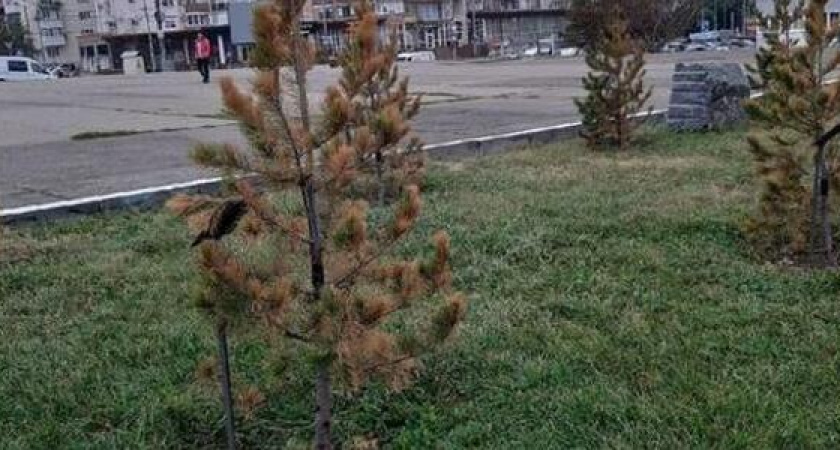 Аллея «мертвецов»: в Новороссийске на Малой Земле выжили только два «Кедра Победы» из 80