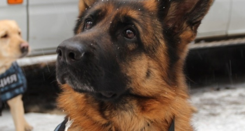 Три овчарки и спаниель: полиция Новороссийска ищет смелых собак