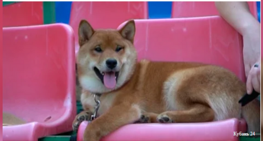 В Новороссийске прошел международный кинологический фестиваль