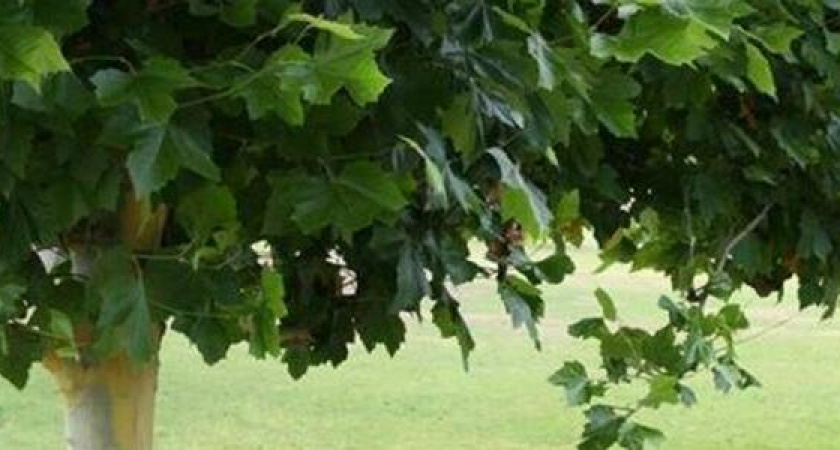 В Новороссийске вдоль улицы Мурата Ахеджака посадят 106 кленов