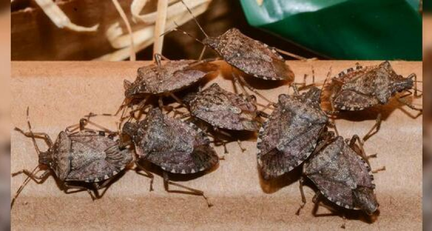 Черноморское побережье под угрозой нашествия мраморного клопа (численность насекомых будет расти в геометрической прогрессии)