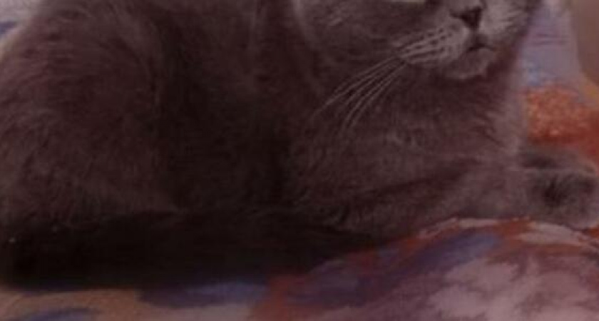 Волонтеры лечат кота Инжира от вирусного перетонита: необходимо минимум 100 тысяч рублей