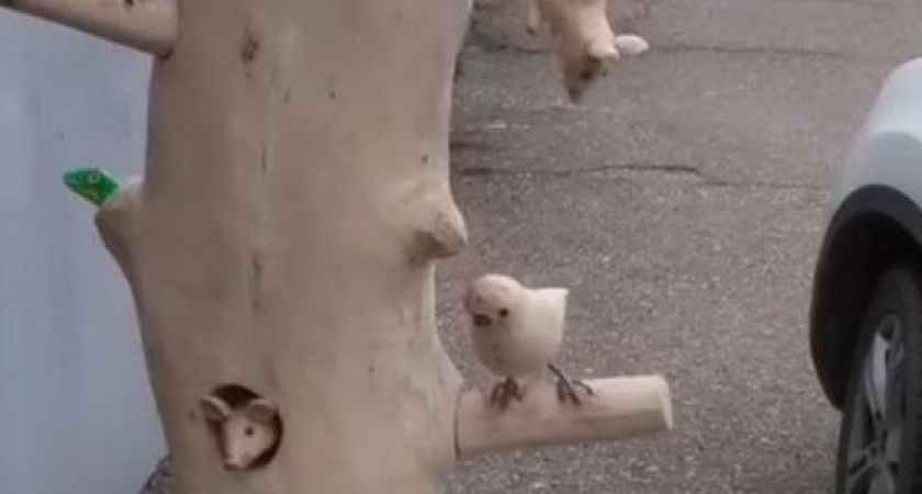 В одном из ГСК Новороссийска появилась «народная» когтеточка