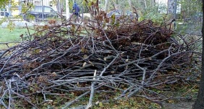 В Пионерской роще Новороссийска срубили несколько деревьев. Сейчас за дело взялась полиция