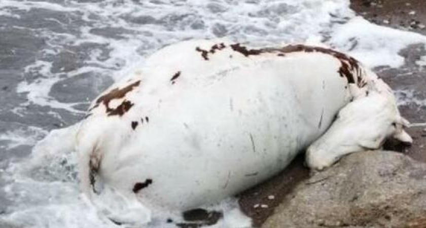 Шокирующая находка: житель Новороссийска обнаружил труп коровы на берегу моря