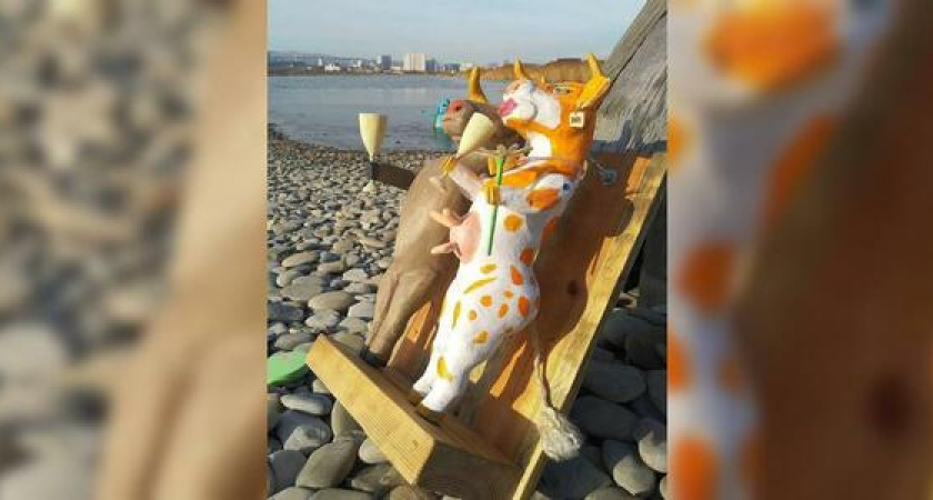 "С Новым Годом!": на мысе Суджук две забавные коровы распивают шампанское