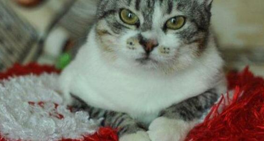 В Новороссийске можно будет бесплатно стерилизовать 120 кошек и 50 собак