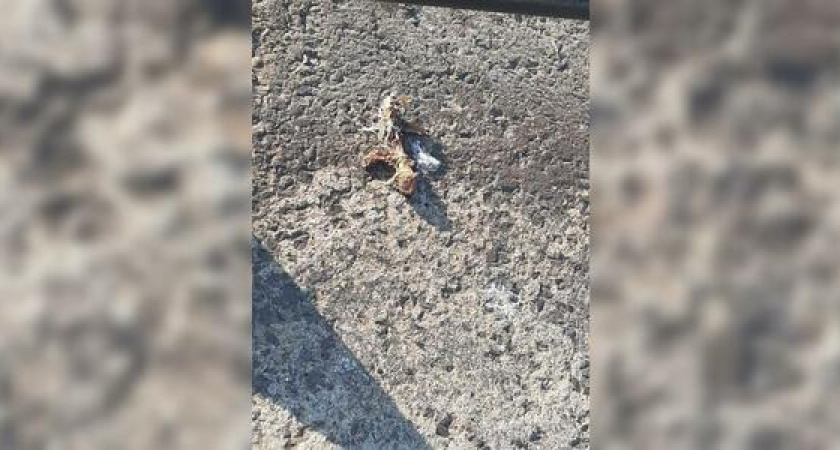 Жители Новороссийска обнаружили, что Западный мол усыпан костями и перьями птиц