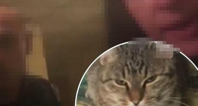 Соседский скандал: в Новороссийске мужчина увез кота в неизвестном направлении из-за того, то животное испортило коляску и прислал видеозапись хозяйке животного