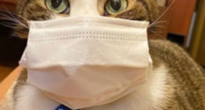 Новороссийцы стали чаще выбрасывать на улицу домашних животных из-за боязни заразиться коронавирусом