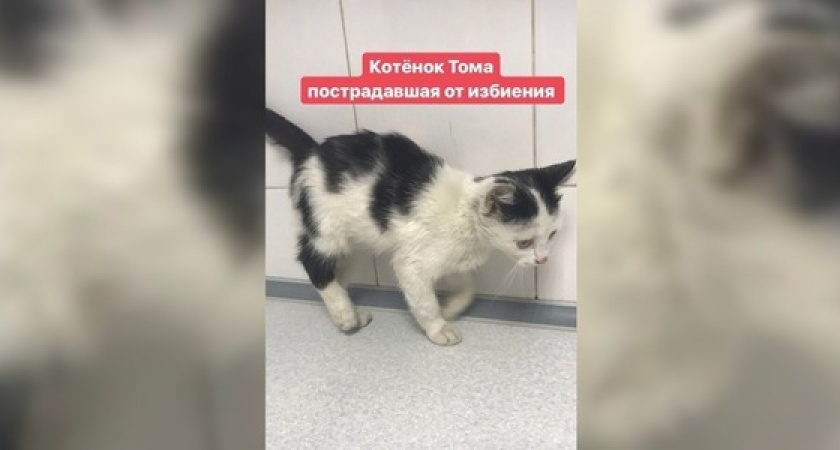 «Он вышел убивать!»: волонтеры Новороссийска добиваются наказания для мужчины, который избил котов в поселке Цемдолина