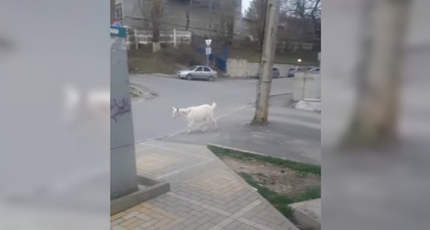 Горожане сняли на видео гуляющих по улицам Новороссийска коз
