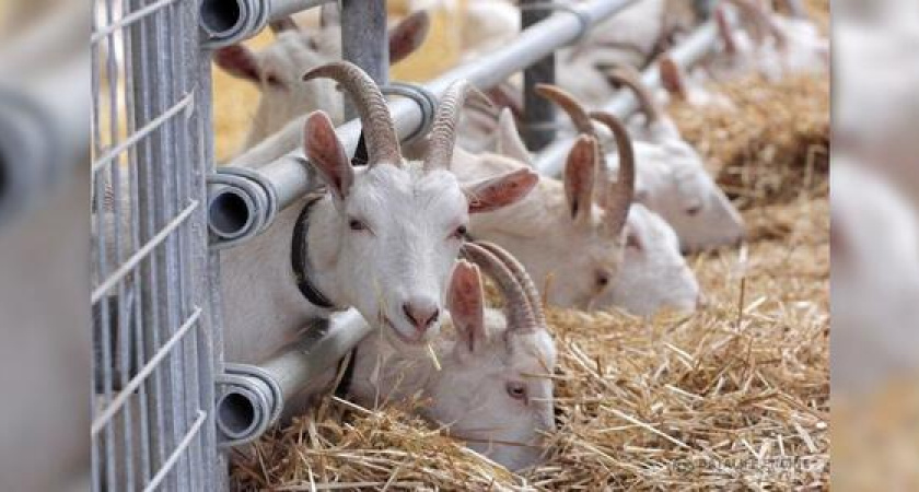 На строительство козоведческого комплекса под Новороссийском выделено 50 миллионов рублей