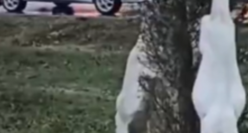 «Какие милые козочки!»: в центре Новороссийска козы съели деревья