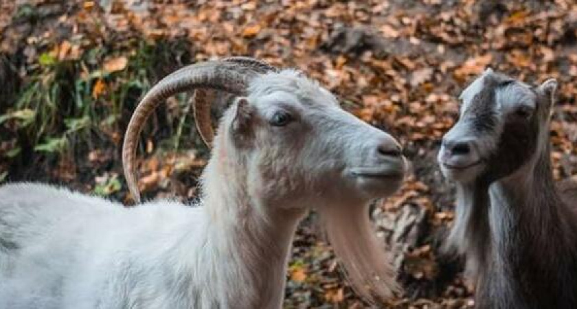 Новороссийцы встретили в лесу стадо упитанных коз