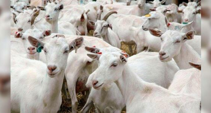 В сентябре в Новороссийске откроется козья ферма