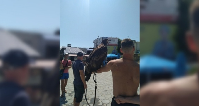 Мэр Новороссийска встал на защиту животных, которых эксплуатируют фотографы ради наживы