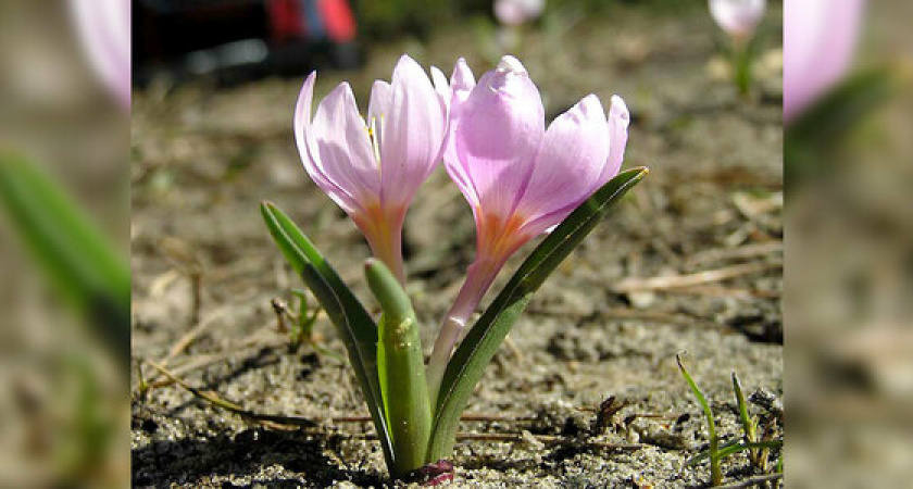 Краснокнижные растения Новороссийска и его окрестностей будут нанесены на карту