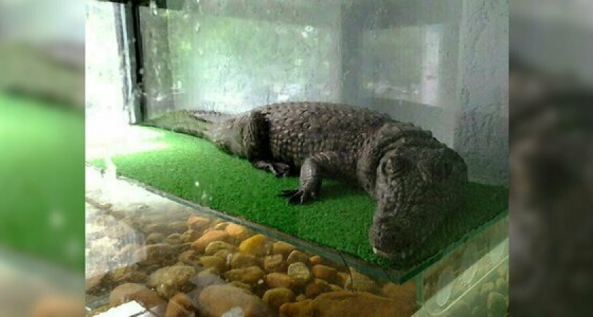 В Новороссийске мужчина держал в квартире опасных экзотических животных