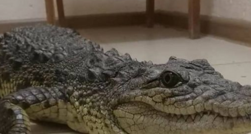 Полицейские Анапы "вырвали" крокодила Лунтика из лап пляжного фотографа