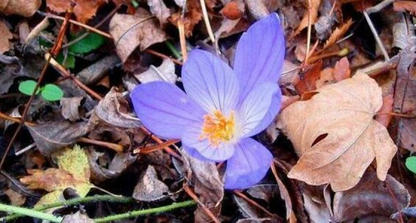 «Осеннее чудо». В преддверии зимы в горах Новороссийска зацвели крокусы