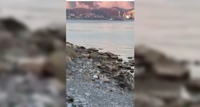 Новороссийцы сняли на видео, как две гигантские крысы резвятся у подъезда жилого дома