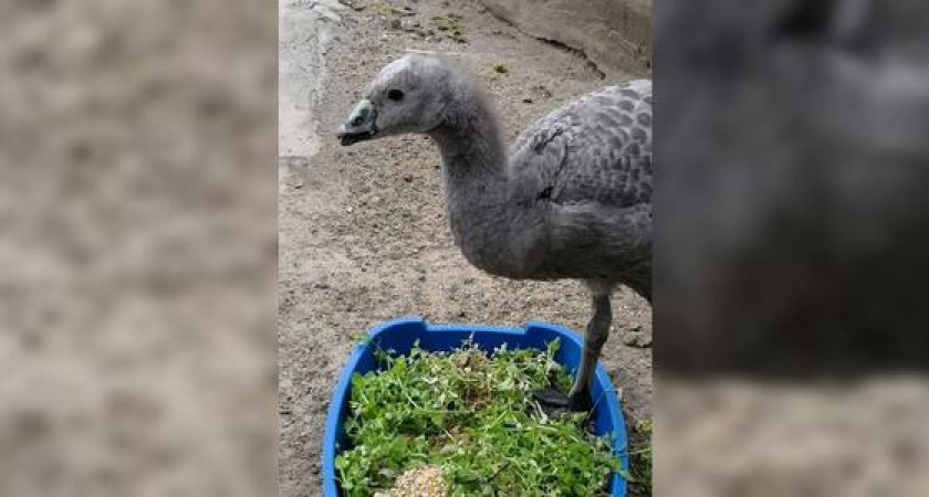 В «Парке птиц» под Новороссийском родился краснокнижный куриный гусенок