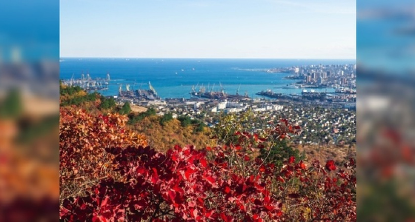 Новороссийцы любуются цветущей на Маркотхе скумпией: живописные фото