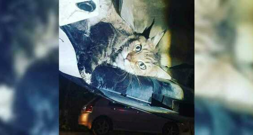 Новороссиец нашел под задним бампером авто мейн-куна