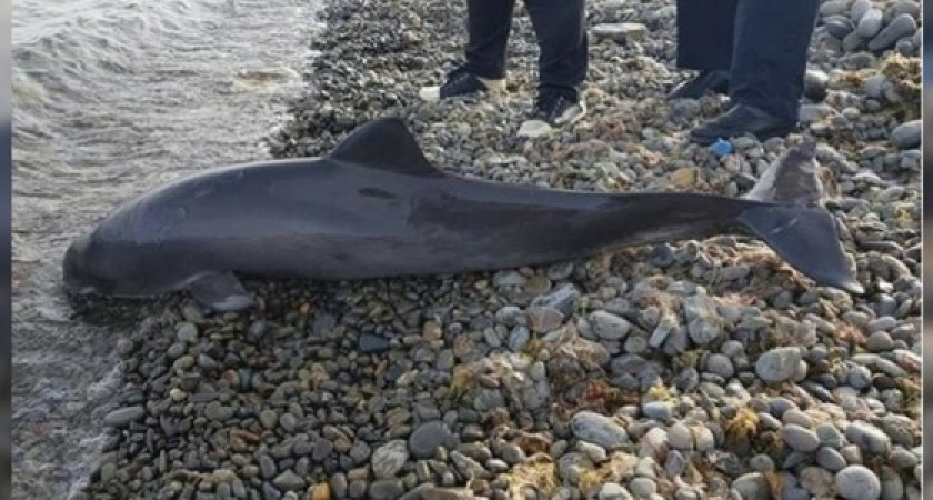 Автор поста об убитом новороссийскими охотниками дельфине рассказал СМИ, что ему пришлось закрыть страницу и удалить публикацию