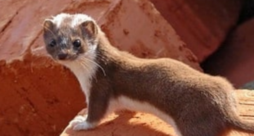 «Бегают, висят на москитных сетках и громко пищат»: ласки не дают спать по ночам жителям Новороссийска