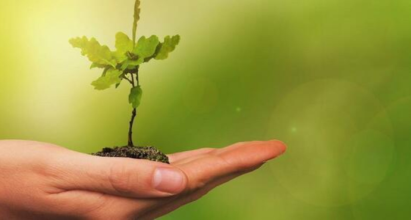 В Новороссийске работники леса отмечают свой профессиональный праздник