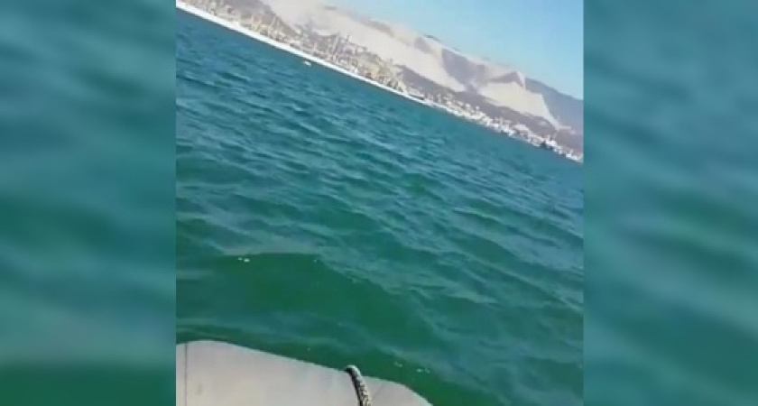 Погоня новороссийских спасателей за лебедем попала на видео